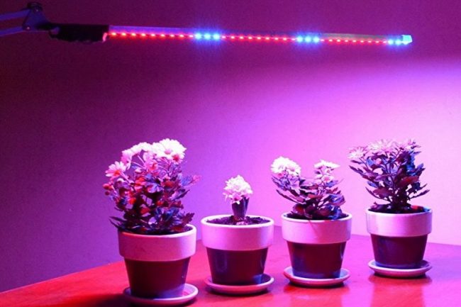 выбор лампы для растений